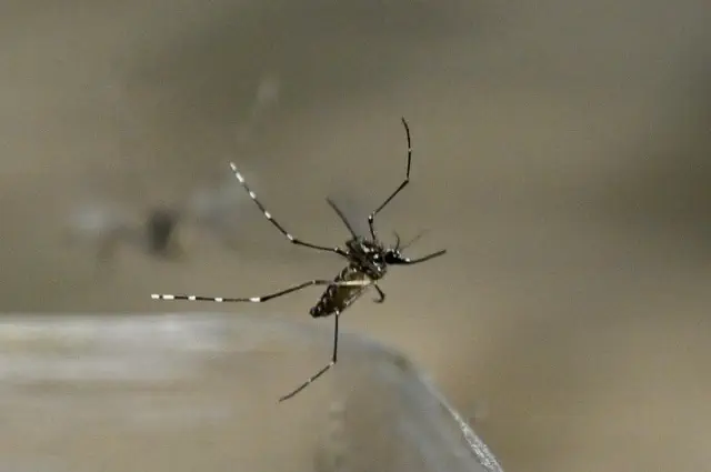 Engineered 'Toxic Male' Mosquitoes Designed to Infect Female Partners for Biocontrol, Functioning Similar to Pesticides