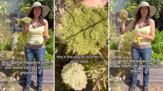 Gardener reveals ingenious method to harvest extra seeds from carrots: 'I had no idea'