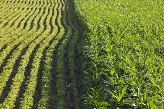 Corn Futures Increase Following WASDE Report Indicating Stricter Supply Conditions - Daily Grain Update