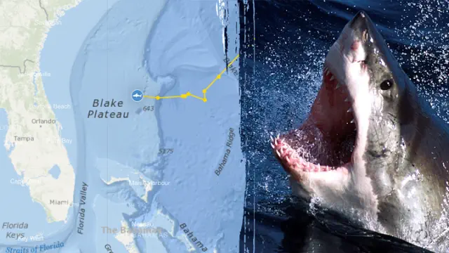 A colossal 1,400-pound great white shark was detected near a Florida beach, sending out signals four times in just one day.