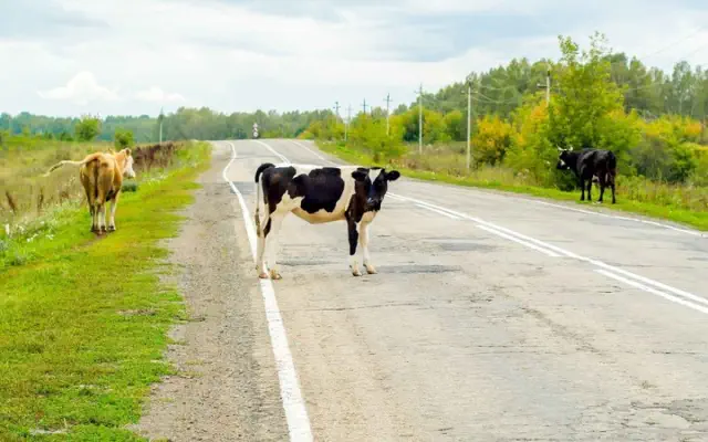 A Texas woman is hit with a $1,700 repair bill following an accident involving a cow, as her insurance company refuses to provide coverage.