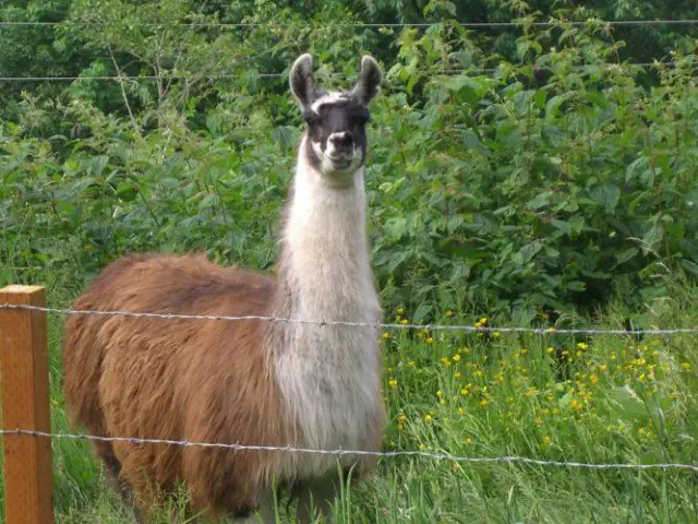 Adams couple looking for a companion for their lonely, elderly llama.