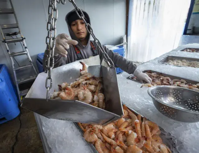 Galveston County lawmaker advocates for increased regulations on shrimp served in eateries.