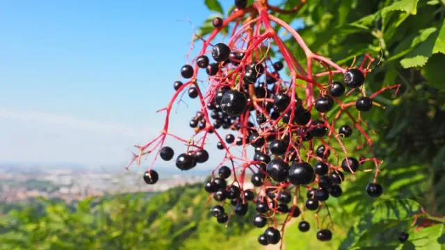 A New Study Suggests Elderberries May Aid in Weight Management